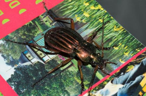 Carabus auratus